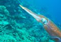 Reef Squid, Curacao Many, many shots taken - at end of the dive at 25' depth.