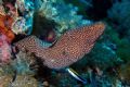 Whitemouth Moray Eel - Eel is being cleaned by a small wrasse that looks like it might be getting at that hard-to-reach spot underneath that feel so good when it gets done like one can't do for one's self.