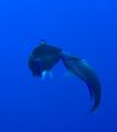 Parrotfish 