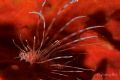 Juvenile Lionfish beautifully backdropped against a curtain of red coral in Manado, Indonesia.