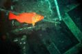 Sparisoma cretence, checking out the wreck...