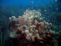 busy coral formation in Bonaire