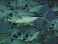 This picture of some Trevally wasn't as good as I hoped but I liked the composition. A bit of reframing and the application of a PSP7 filter brought it to this, which I think is an improvement.