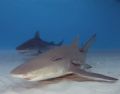 Dive Buddies, Lemon and Tiger sharks
Cannon 20D,10-22,(2)YS-120s