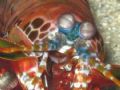Mantis Shrimp in Bohol, PI.