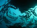 Schooling Jacks taken from inside a sea save in natural light. Balicasag, Vasayas, PI.