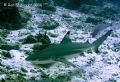 Mobbed Shark pursued by a Trevally! I was told a grey shark, my book suggests a black-tip, it only takes a single, non-fatal, bite apparently!