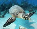 Turning Turtle, Nikon D70
