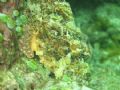 Perfectly Camoflauged Scorpion Fish. El Nido, Palawan.