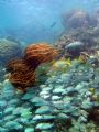 Hol Chan Marine Reserve, Belize