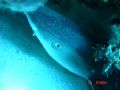 Reef shark sleeping in a hollow in the reef. Taken at approx 12m depth with only built-in camera flash.