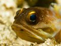 Jawfish at Tanjung Kelapa. It was a very patient model.