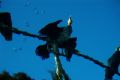 Under- Camera... Over-Bird..
Cormorant from underwater...
