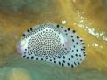 Interesting Nudi. Bohol, PI.