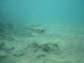 Relaxed Puffer