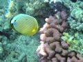 Great Barrier Reef