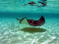 Stingray and reflections.