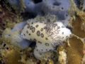 Jorunna Funebris, 8m depth, sitting on a rock. Phu Quoc Island; Gulf of Thailand