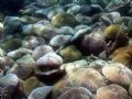 Shield Mushroom Corals on sloping wall. 12m, Sept 2006.