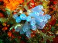 Close up from a dive in Sir Frances Drake Channel, BVI. Don't know what these things are called, but they sure are pretty!