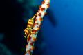 Shrimp-on-a-whip, taken at Apo Island in the Philippines with an Canon Ixus60.