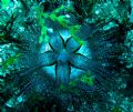 Bits of Halimeda algae accent this blue-spotted urchin (Astropyga radiata) in Maui, Hawaii. Very little manipulation- these organisms are naturally fantastic.