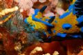 Tambja verconis feeding. Nikon D80 with 60mm macro lens, Sea and Sea YS90 strobe.