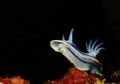 Chromodoris lochi taken at 11m while performing a nice 