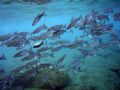 fish dancer upload