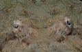 Crocodile fish relaxing with a pal.