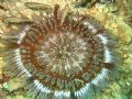Intersting Anenome, looks like a Persian Rug. Gulf of Oman.