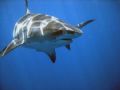 Tiger shark near the surface, South Africa. Sony Cybershot P150, no strobe.