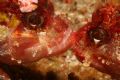 Kissing on the reef
