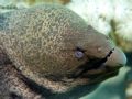 moray eel taken at small crack lagoon in red sea