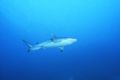 My first shark! Not sure what type. NIK V. Sudan 2006.