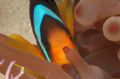 Anemone fish inside its host