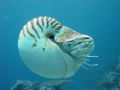 Nautilus