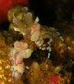 First encounter with Harlequin Shrimp. What an amazing creature. 
F/7.1 - 1/60