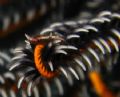 Baby Crinoid clingfish, resting nicely on a tip of feather star.
