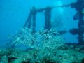 Plant life on the Ex-Hmas Brisbane wreck at the Sunshine Coast. Just layed on the wreck and shot the picture :) in the background is my instructor just leaving the ship.