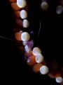 Taken in Lembeh/ Indonesia