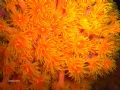 tube-corals at night. Unawatuna