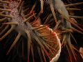 Crown of thorns eating folios coral