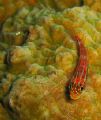 Striphead Dwarfgoby (Trimma striata)