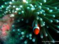 I found Nemo. I just wanted to try taking shots of subjects without any help from an external strobe. However, my internal flash is on but w/ inon clear photo system film