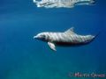 A bottle nosed dolphin at Galdden Spit in Belize