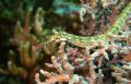 Reeftop pipefish at 5 meter around the house reef of Manado