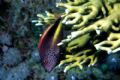 hawkfish - Nikon coolpix 5000