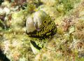 This is a Snowflake Moray Eel. Taken in Oahu, Hawaii. While snorkeling in 5 foot waves. Very frustrating but worth it.