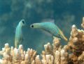 Cute pair of fishes, not sure of there name. Taken at Bundegi Reef in Exmouth.
